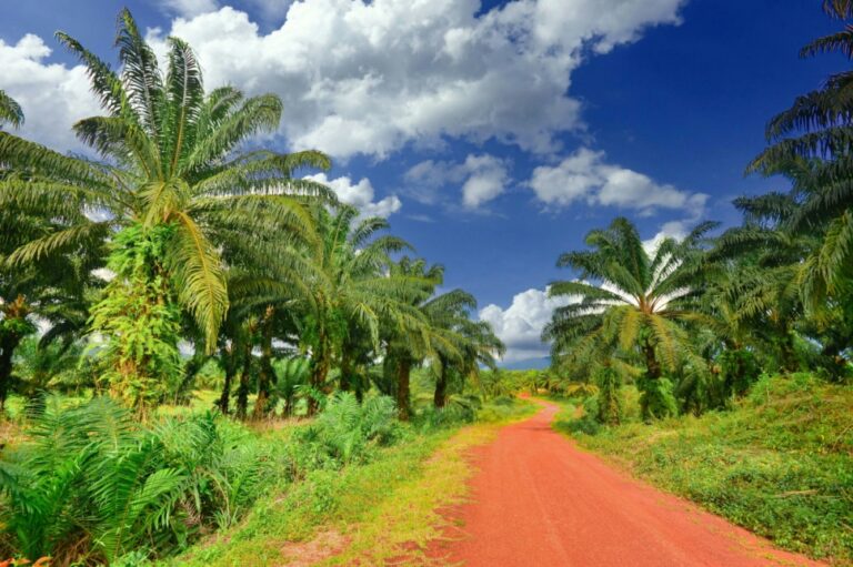 Our sunrise crop needs a radical reset — Ahmad Ibrahim