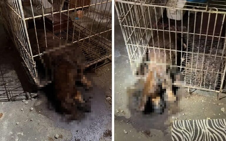 Peka urges vet council to suspend owner of abandoned clinic