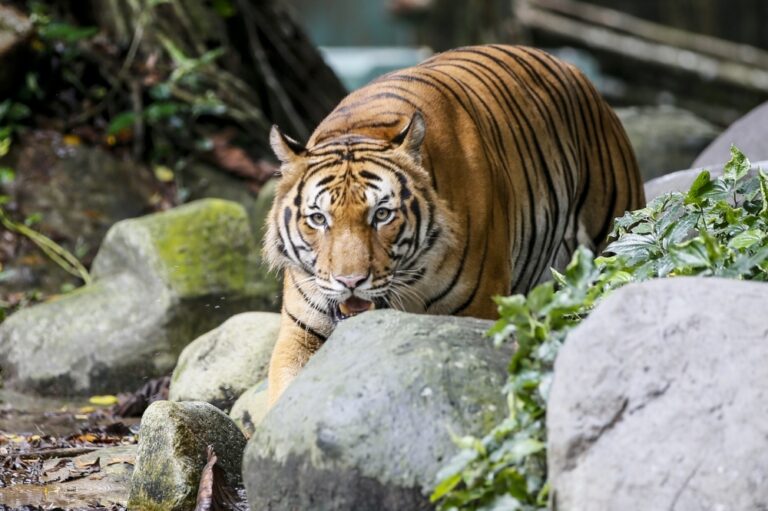 Perhilitan investigates claims of tiger roar near residential area in Proton City